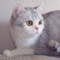 Champion Silver Shaded & white British Shorthair