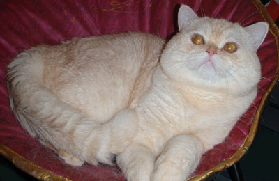 shaded red British Shorthair