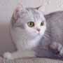 Champion Silver Shaded & white British Shorthair