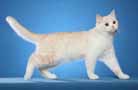 Quad Grand Champion British Shorthair Cat