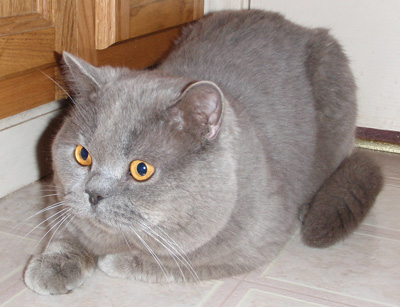 british blue cat