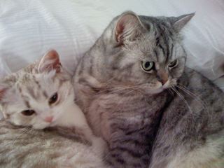 British Shorthair silver tabby