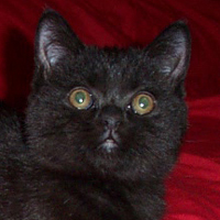 black british kitten