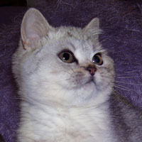 shaded silver British kitten