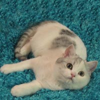 silver calico British Shorthair Kitten