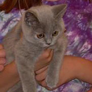 blue cream British Kitten