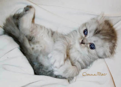 silver scottish kitten