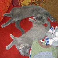 british blue kittens