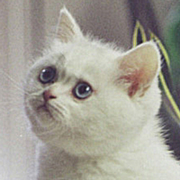white British kitten