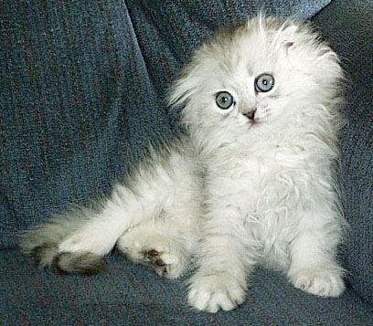 silver kitten