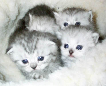 silver kittens
