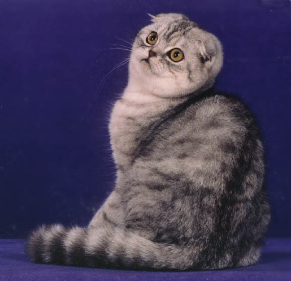silver cat