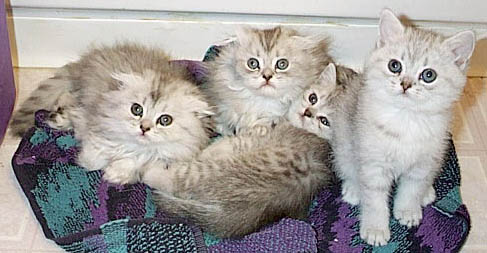 silver kittens
