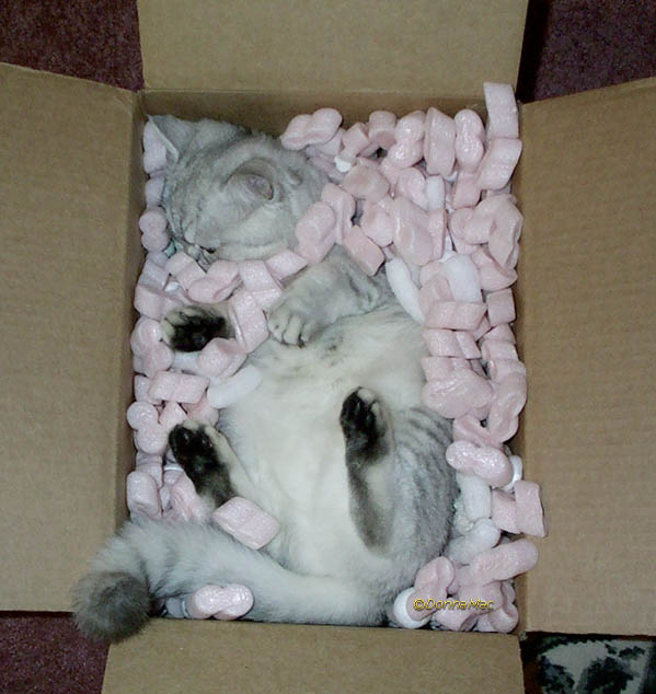Kittens shipped worldwide