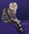 Silver Scottish Fold