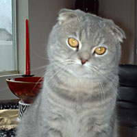 Champion blue tabby scottish fold show cat