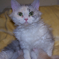 Champion Selkirk Rex silver calico