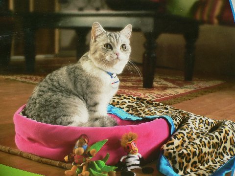 model Show Business kitty