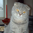 Champion blue tabby scottish fold show cat