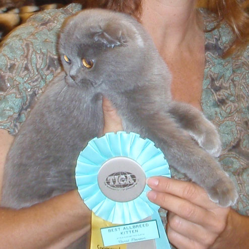 blue Scottish Fold Kitten