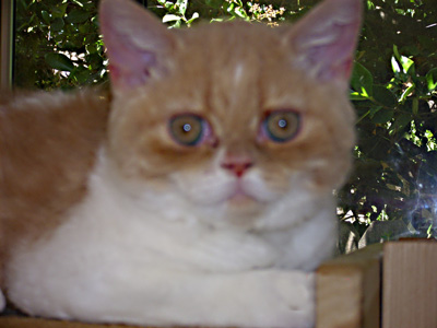Selkirk Rex kitten