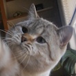 lynx point British Shorthair