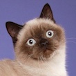 seal point British Shorthair