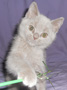 lilac kitten