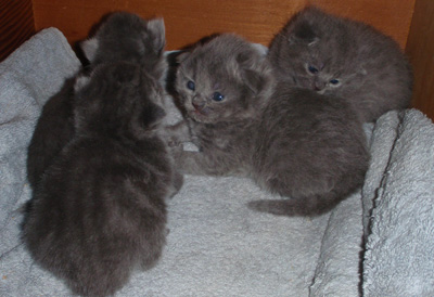 british blue kittens