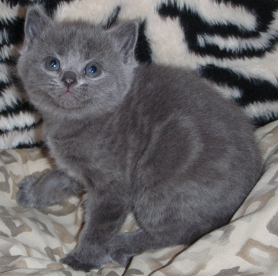blue kitten