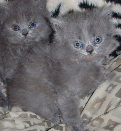 British Longhair blue kitten