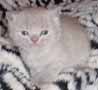 lilac british kitten