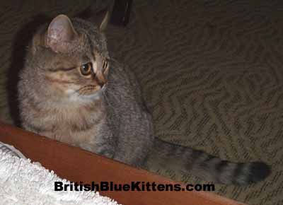 golden tabby british cat