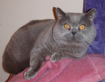 British Blue Cat