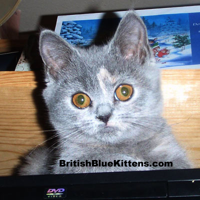 blue-cream British Kitten