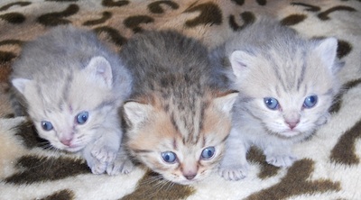 tabby british shorthair kittens