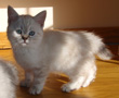 desert lynx kitten
