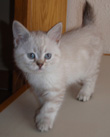 desert lynx kitten