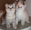 highland lynx kittens