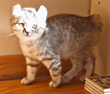 highlander kitten