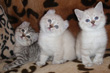 highland lynx kittens