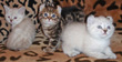 highland lynx kittens