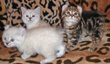 highland lynx kittens