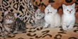 highland lynx kittens