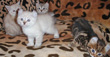 highland lynx kittens