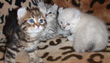 highland lynx kittens