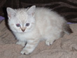 Pixie Bob kitten