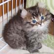 lynk kitten
