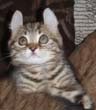 highland lynx kitten