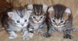 lynx kittens